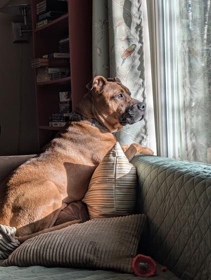 Bubba @ Foster (Adoption is Sponsored) photo 2