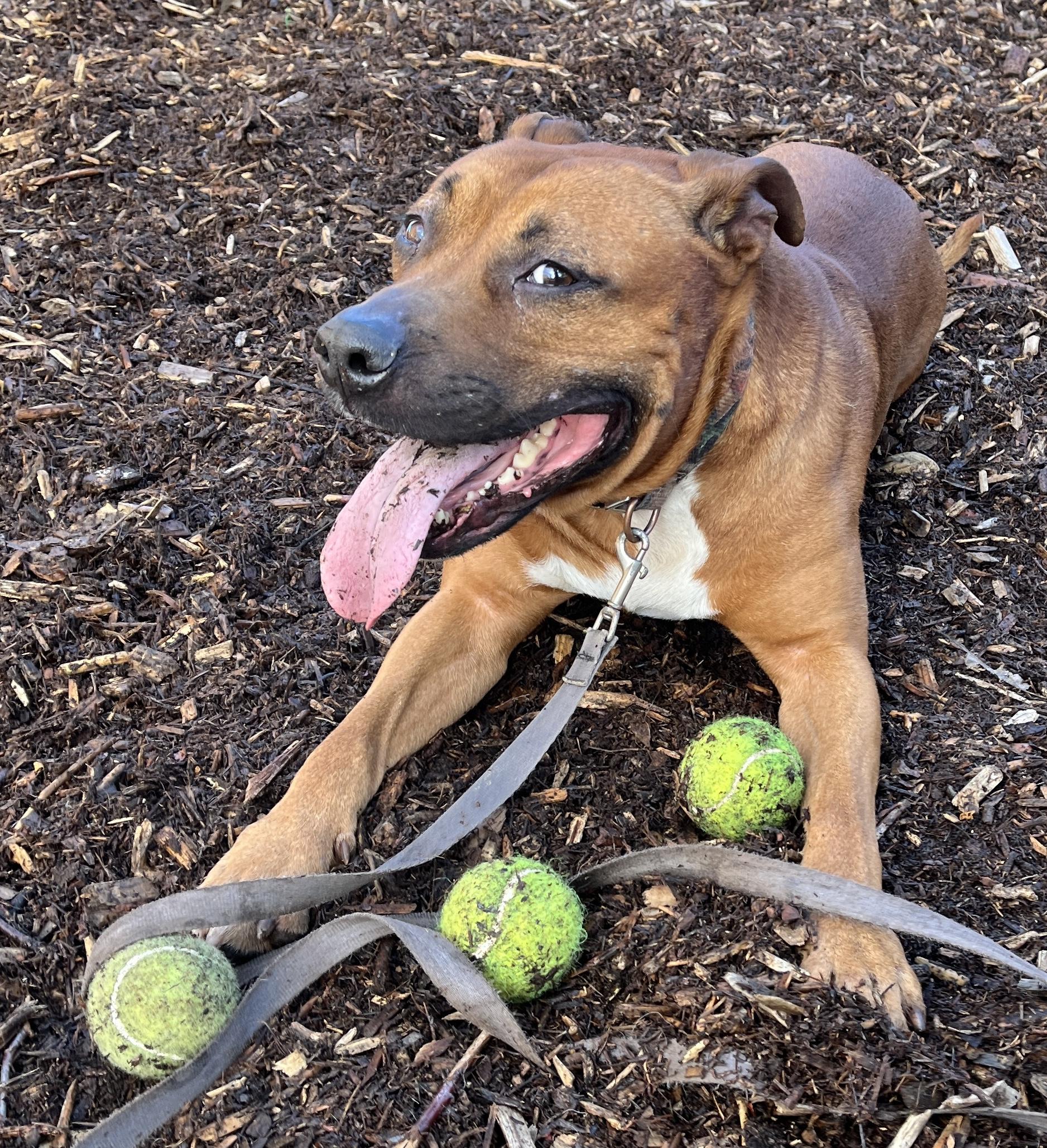 Bubba @ Foster (Adoption is Sponsored) photo 5