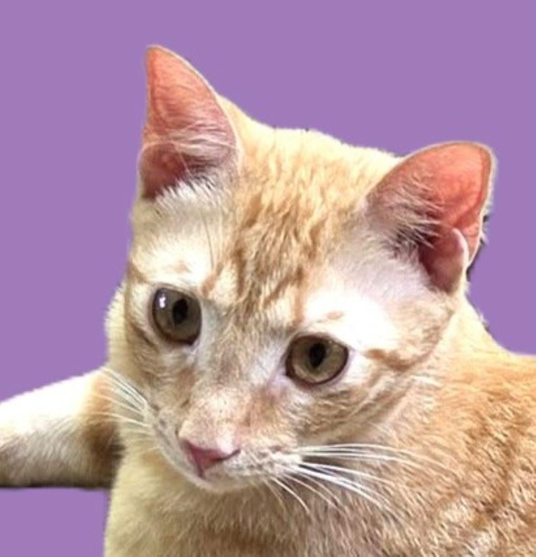 Copper, Adoptable, Young Male Domestic Short Hair & Tabby.