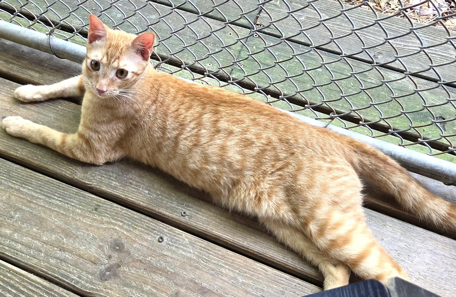 Enlarge Copper, a Adoptable mixed breed in Savannah, GA image 2/2