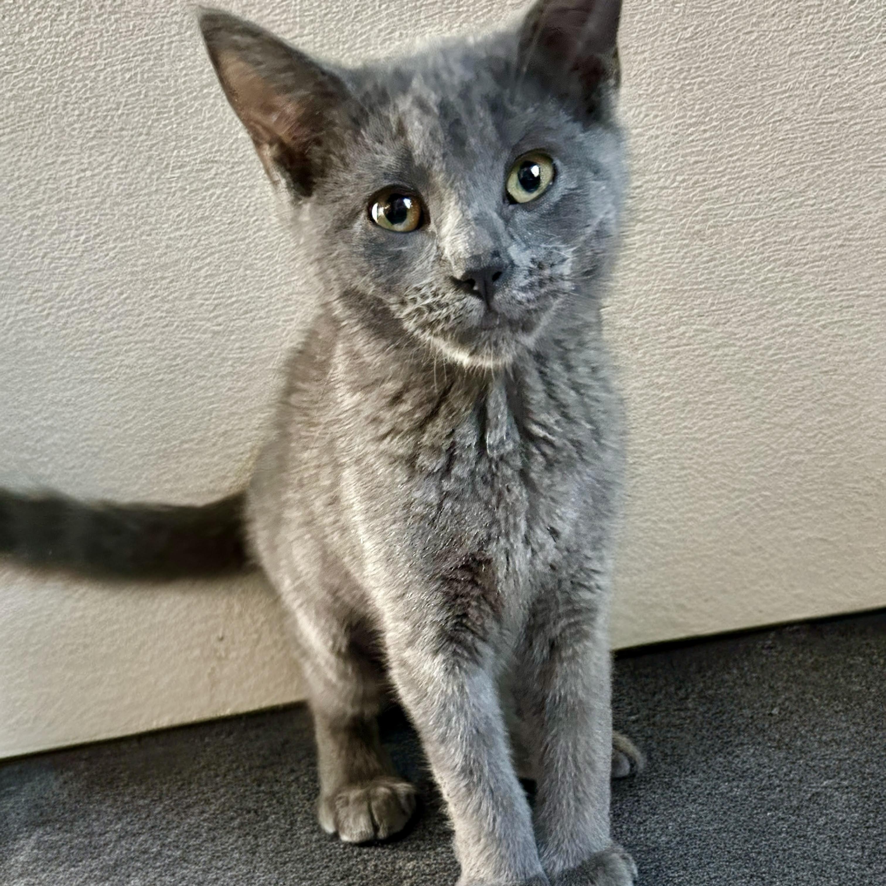 Piglet, adopted, Kitten Female Domestic Short Hair.