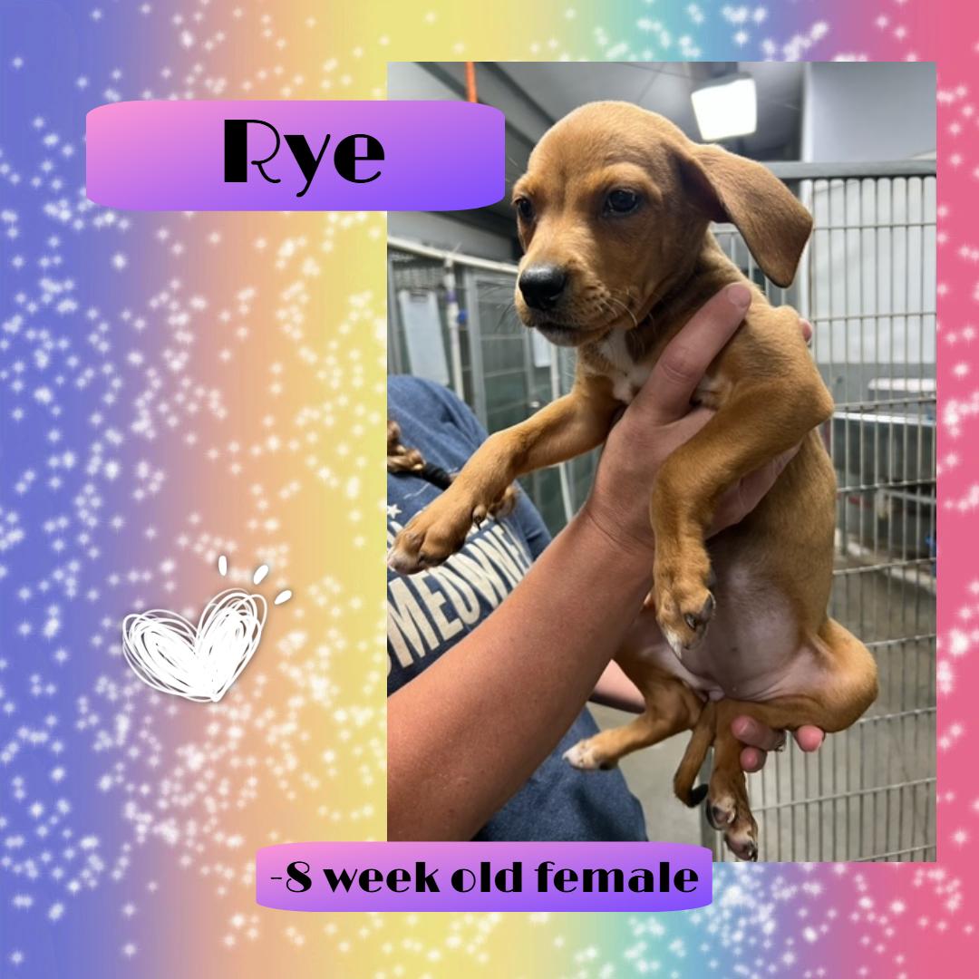Rye