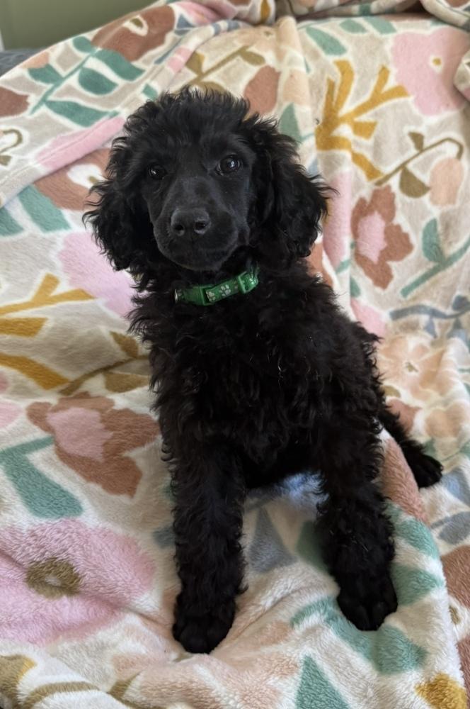 Standard Poodles for Adoption in Rochester, New York | Petfinder