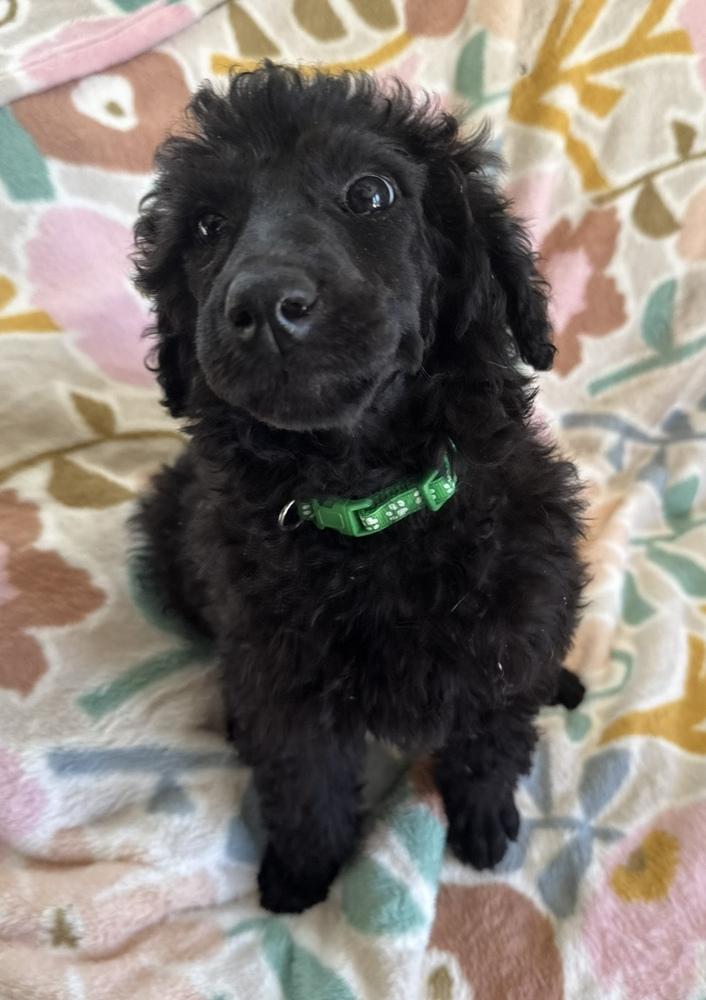 Enlarge Goliath, a Adoptable mixed breed in Cheektowaga, NY image 2/2
