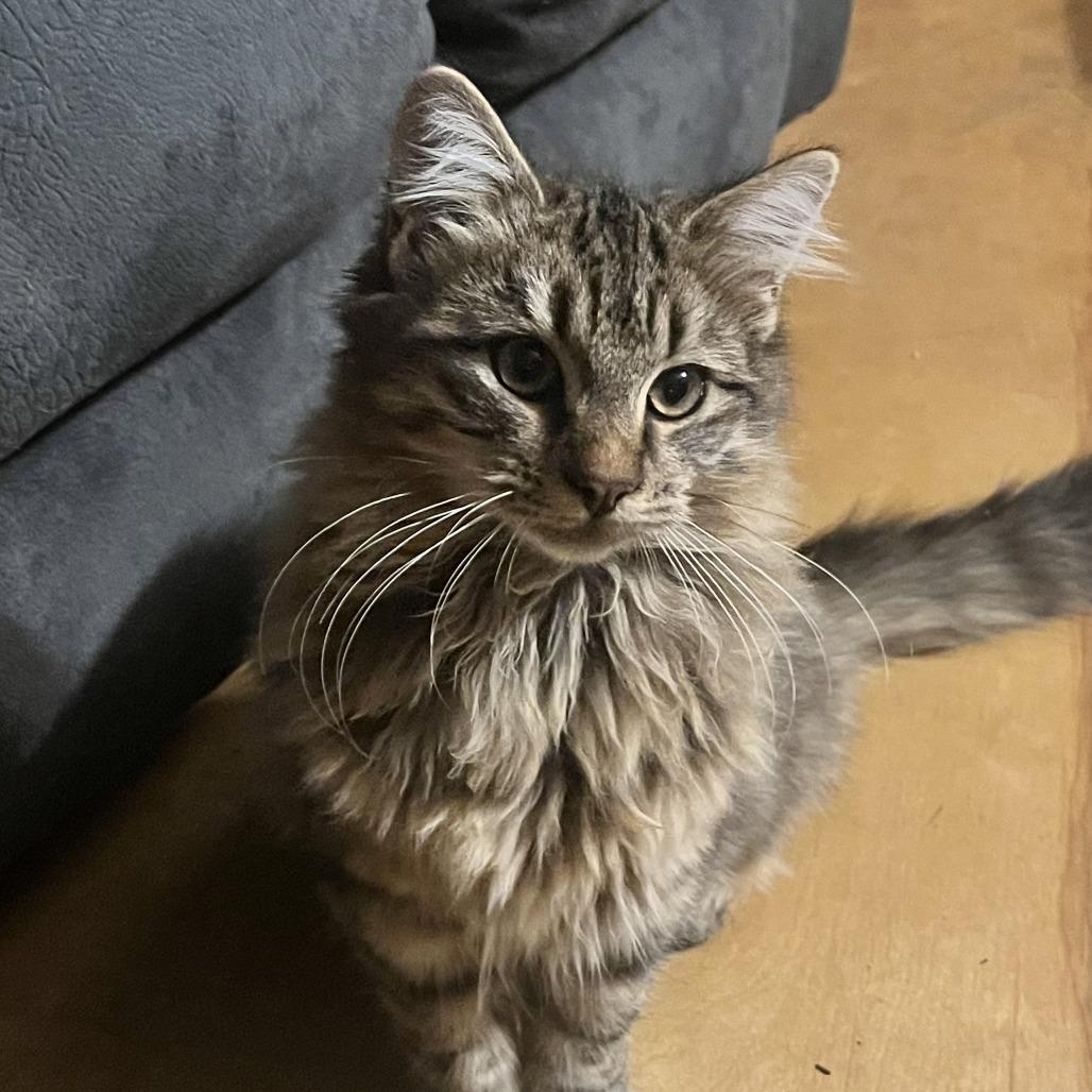 Fuzzy, Adoptable, Kitten Male Domestic Long Hair.