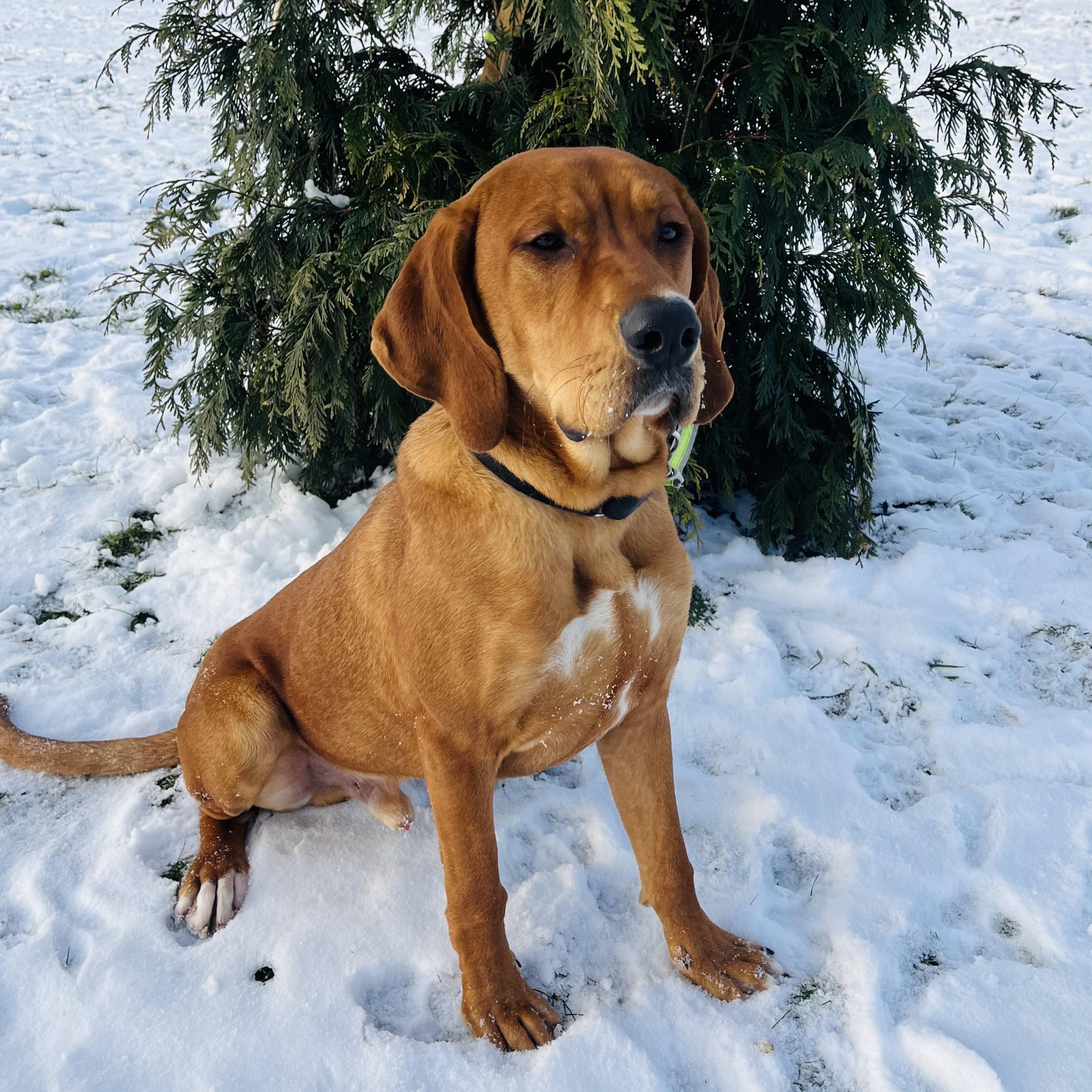 Enlarge Stanley, a other mixed breed in Canal Winchester, OH image 1/4