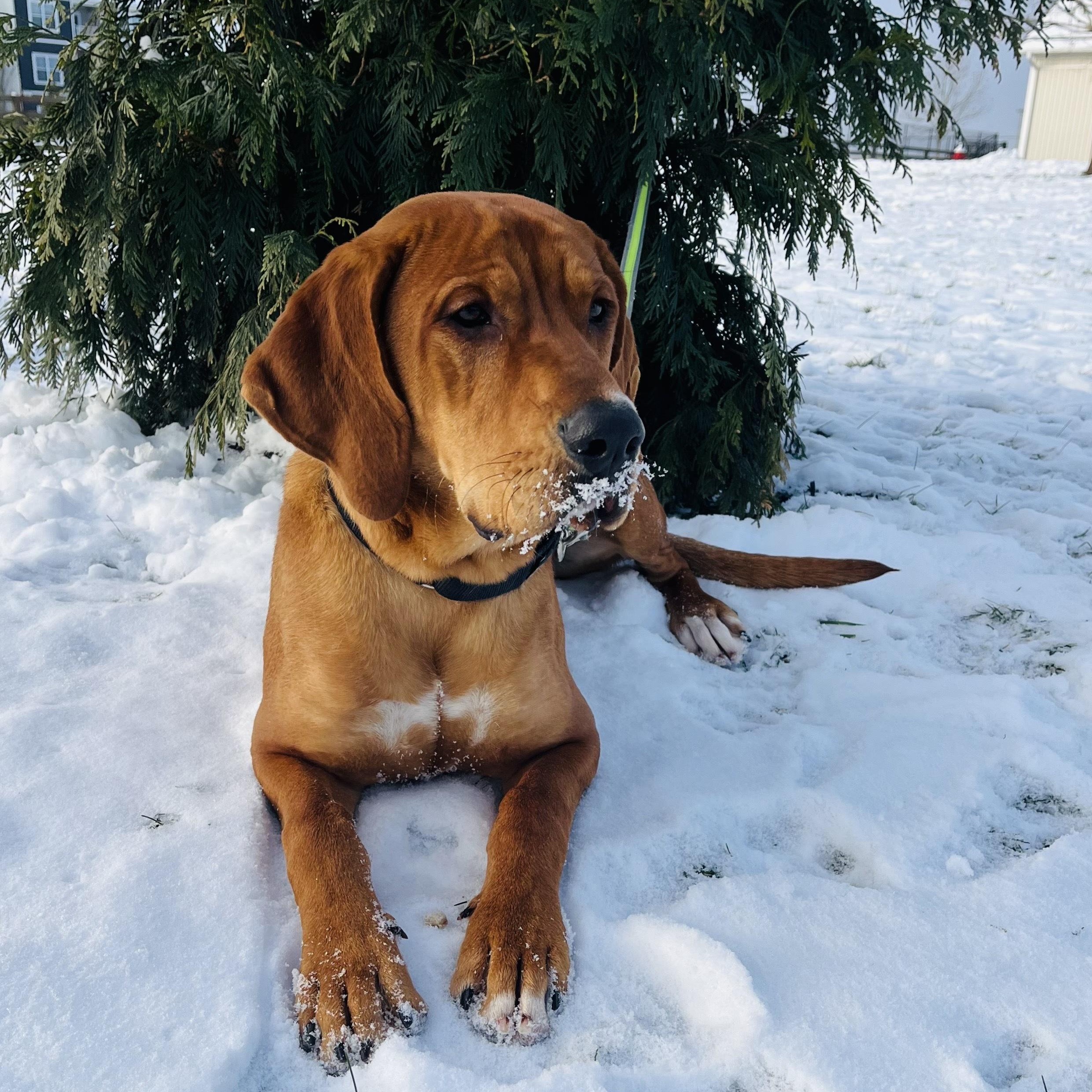 Enlarge Stanley, a other mixed breed in Canal Winchester, OH image 2/4