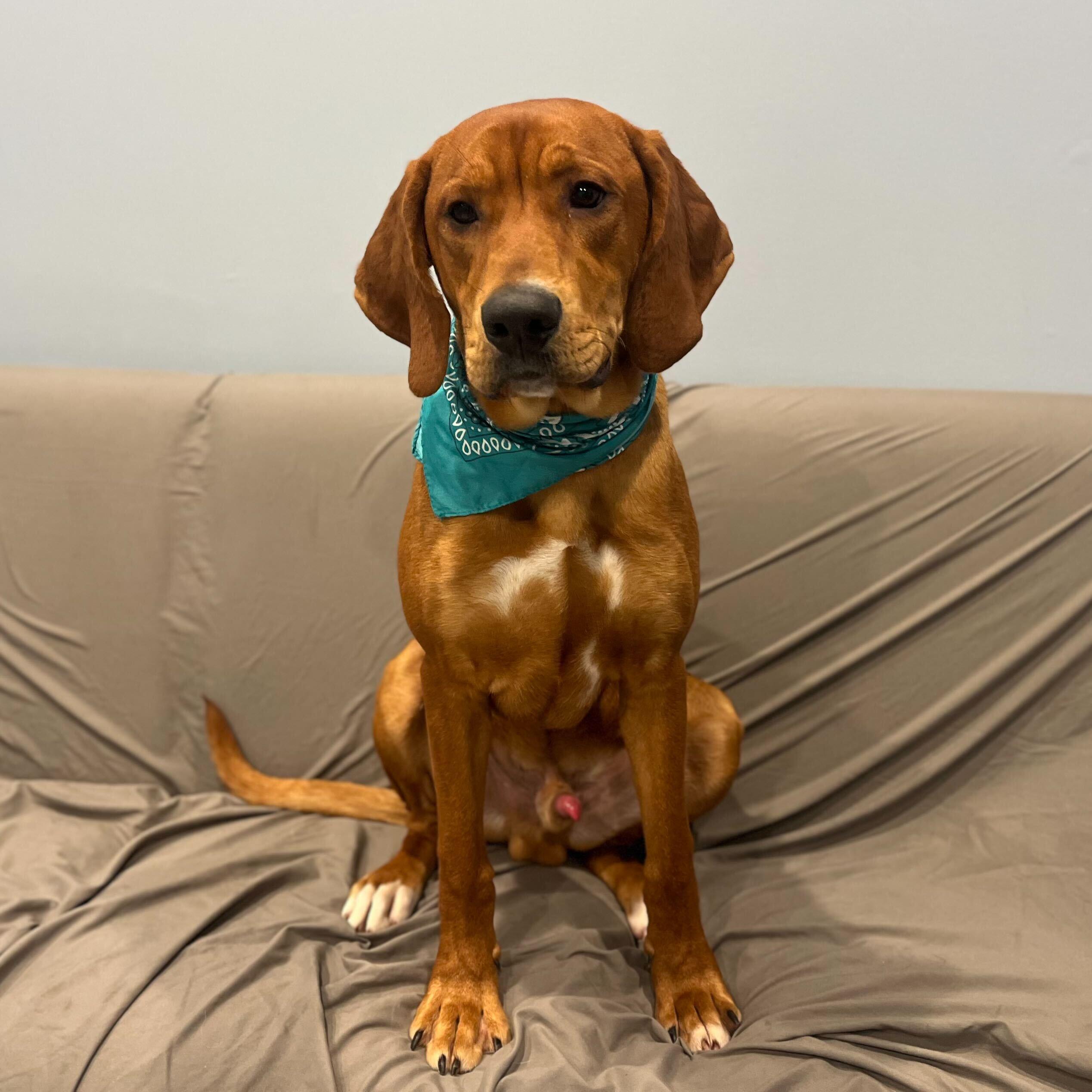 Enlarge Stanley, a other mixed breed in Canal Winchester, OH image 3/4