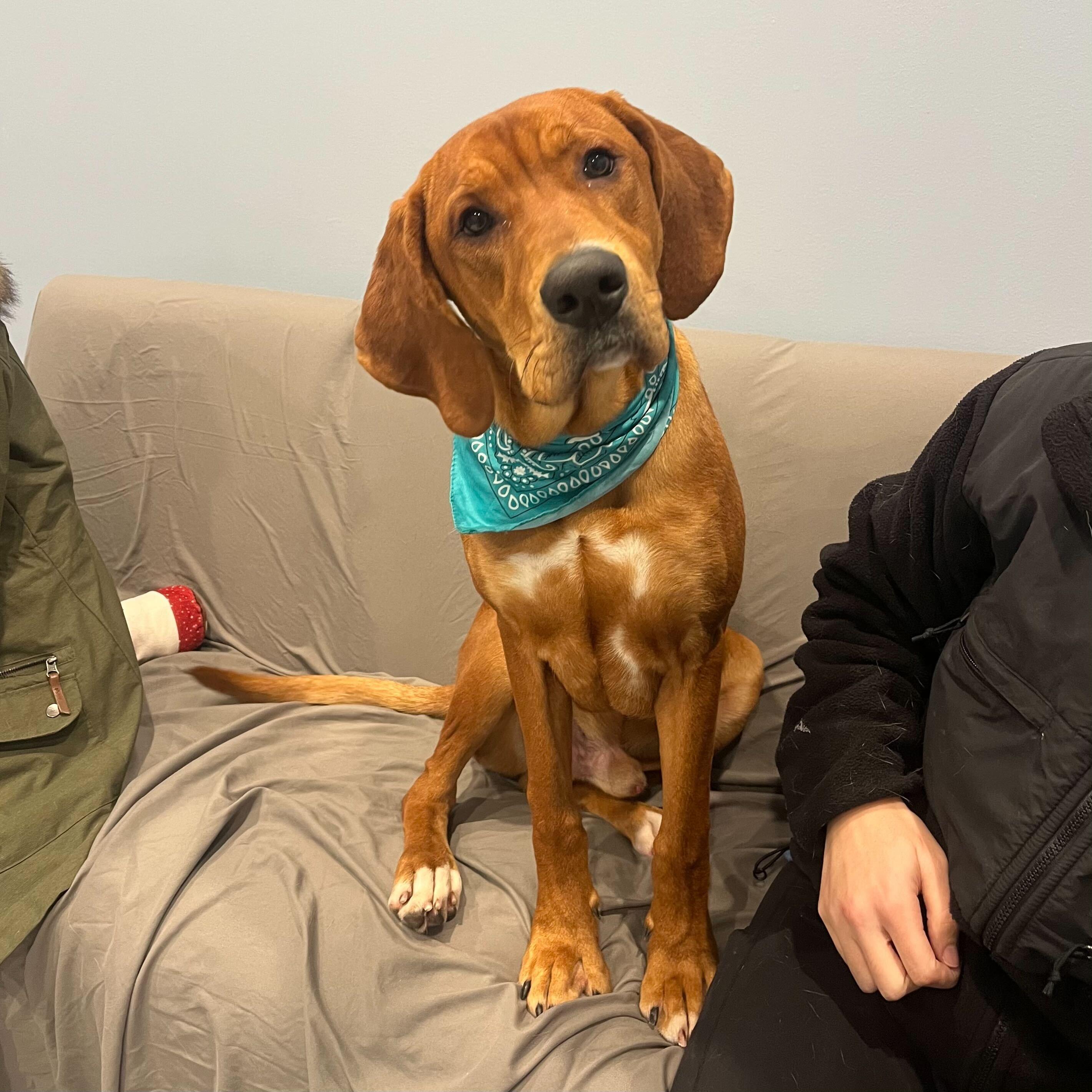 Enlarge Stanley, a other mixed breed in Canal Winchester, OH image 4/4