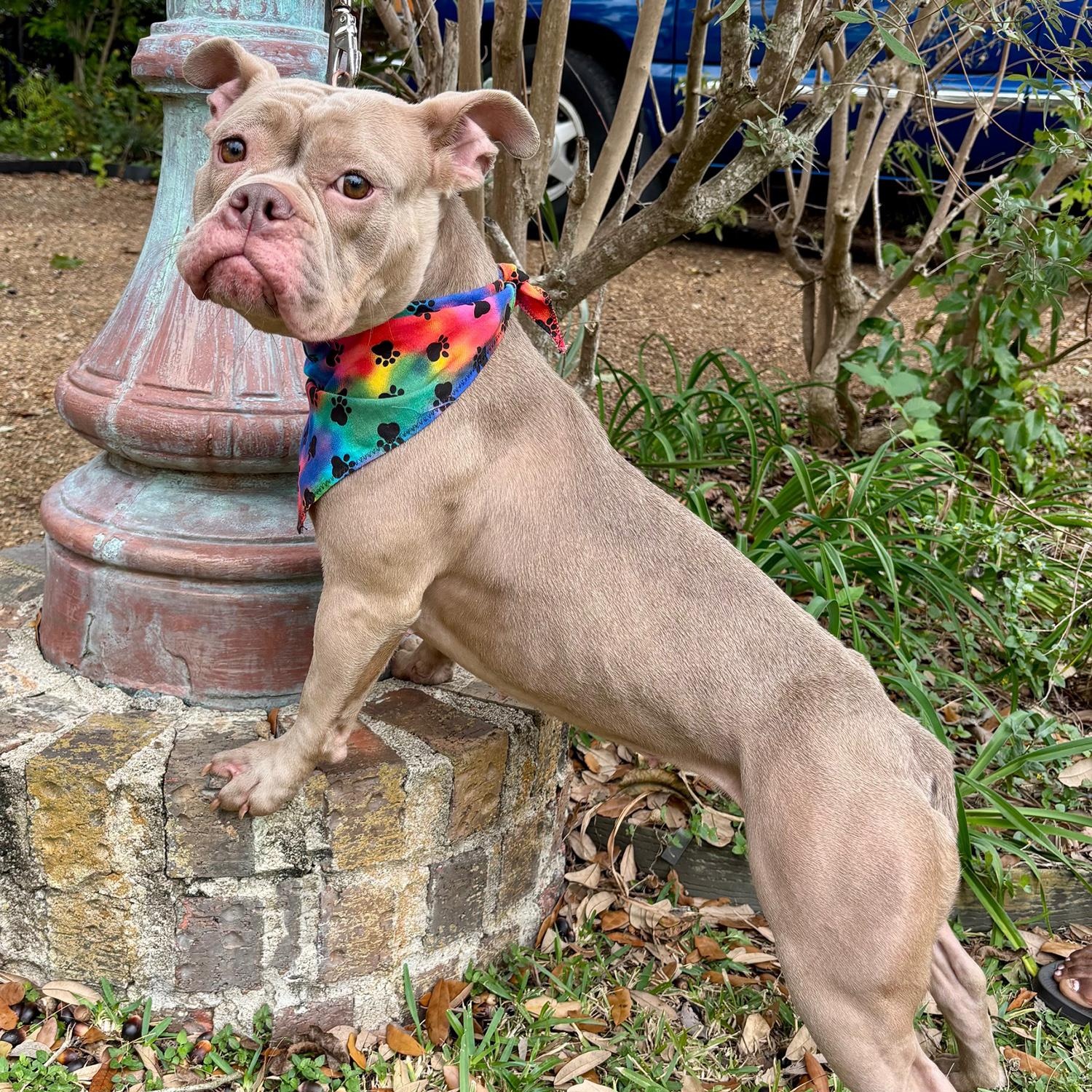 SADIE - GORGEOUS GIRL!, Adoptable, Adult Female French Bulldog & Bulldog.