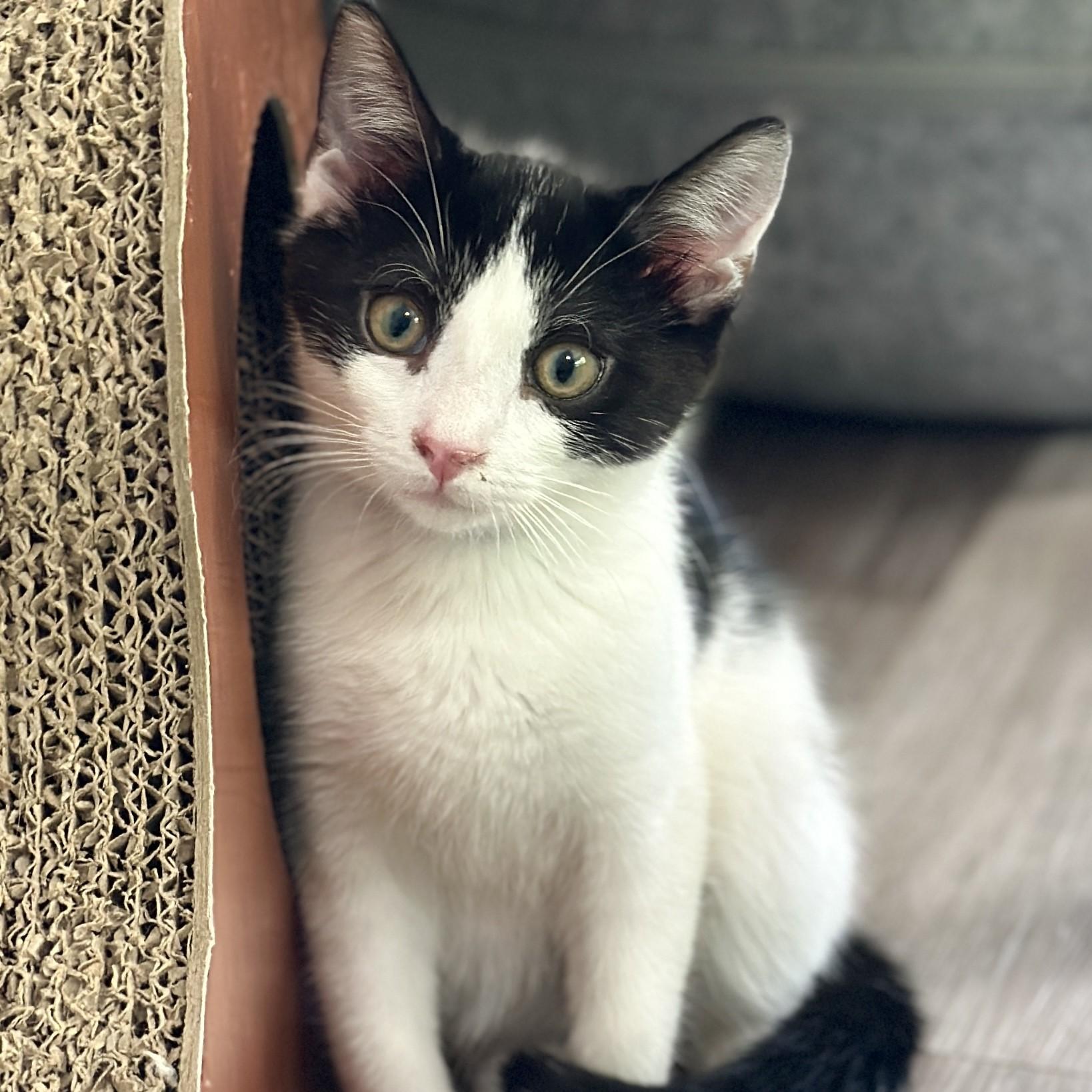 Lincoln, an adopted Domestic Short Hair in Victor, NY image 3/3