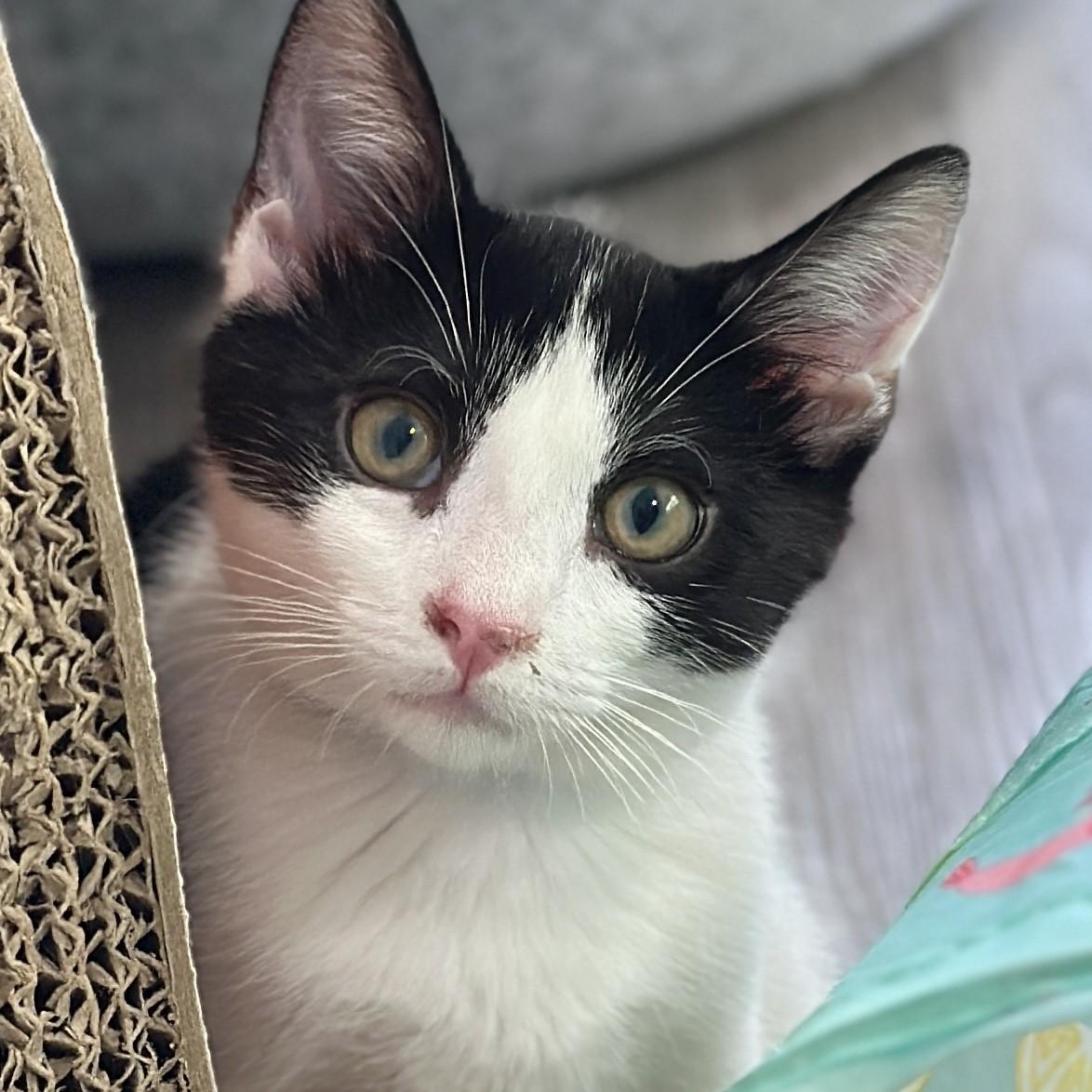 Lincoln, an adopted Domestic Short Hair in Victor, NY image 2/3