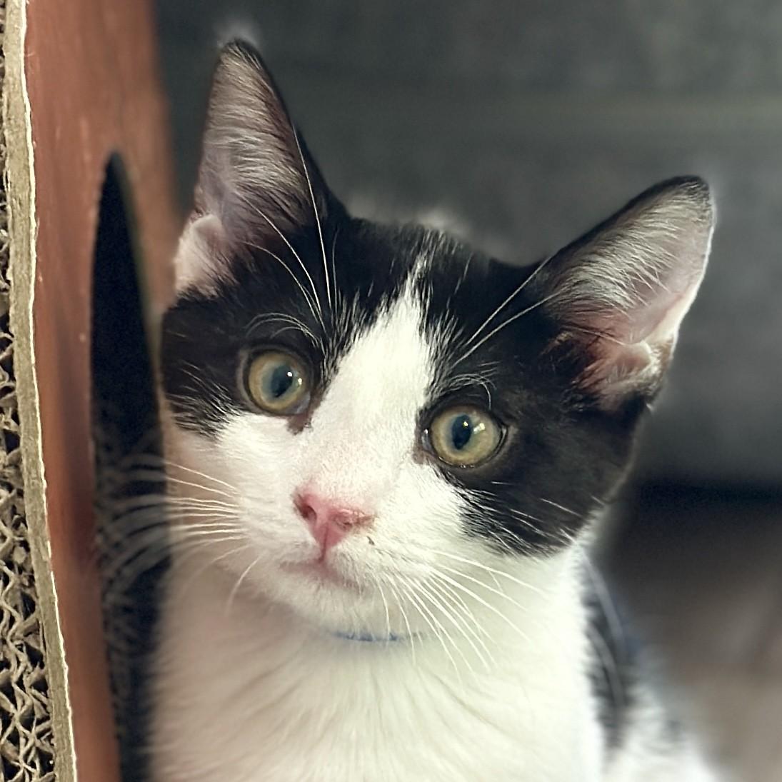 Lincoln, adopted, Kitten Male Domestic Short Hair.