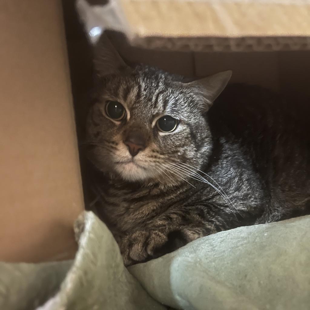 Baby Spinach — thumbnail 2