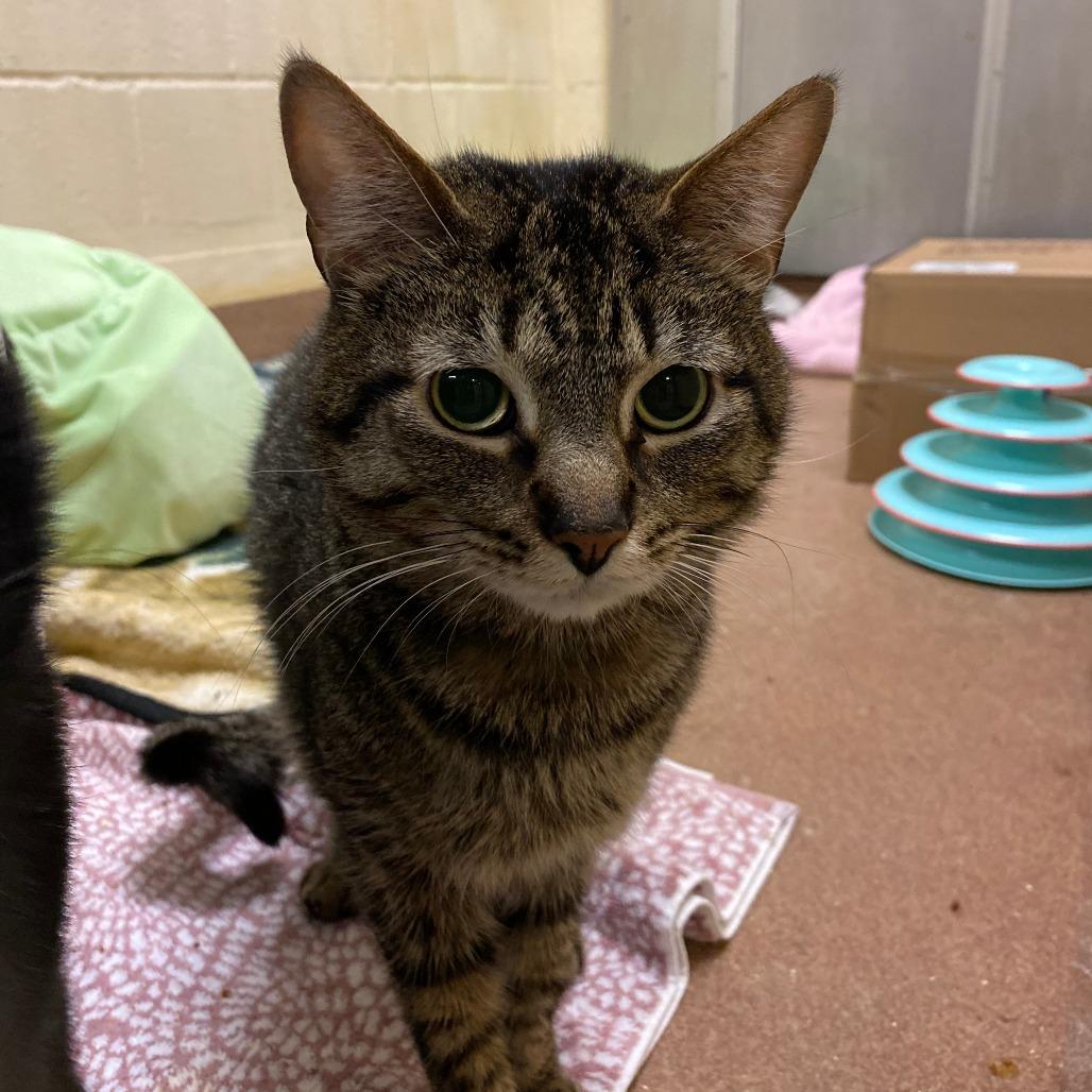 Baby Spinach — thumbnail 3