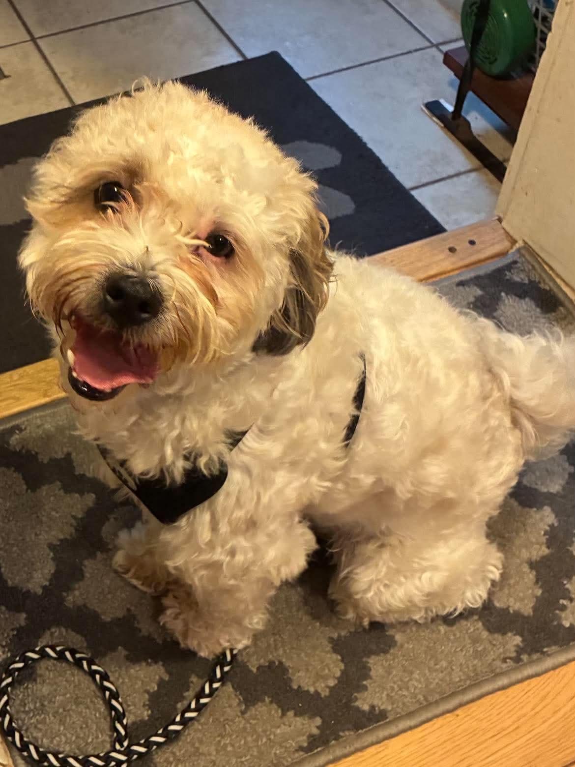 Pebbles, Adopted, Young Male Shih Tzu & Poodle.