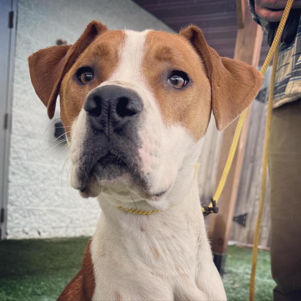 Enlarge Rocky, a Adoptable mixed breed in Blaine, MN image 3/6