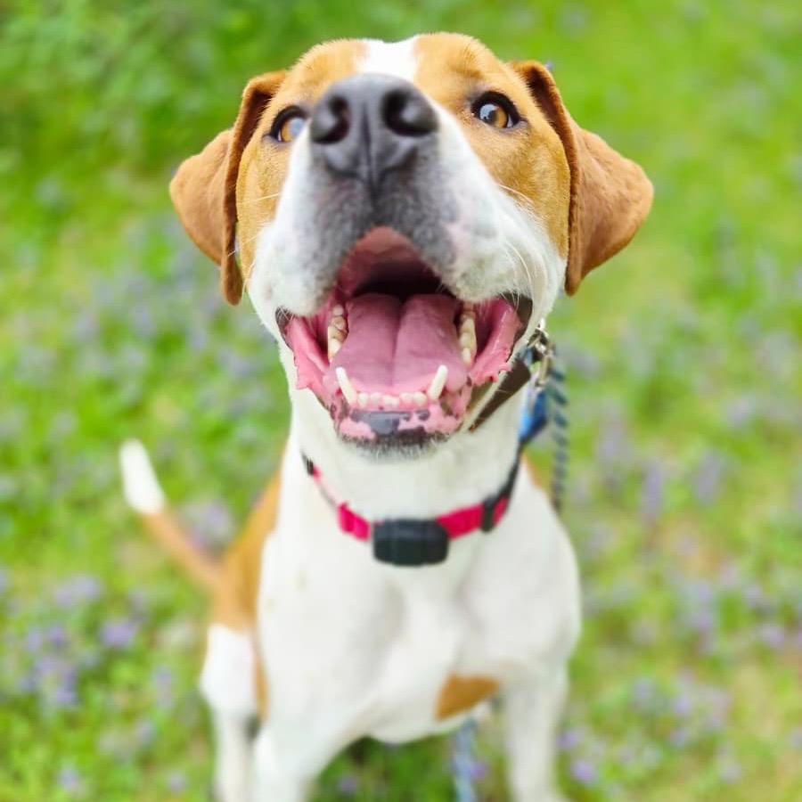 Enlarge Rocky, a Adoptable mixed breed in Blaine, MN image 4/6