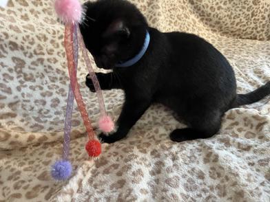 Wally — thumbnail 2