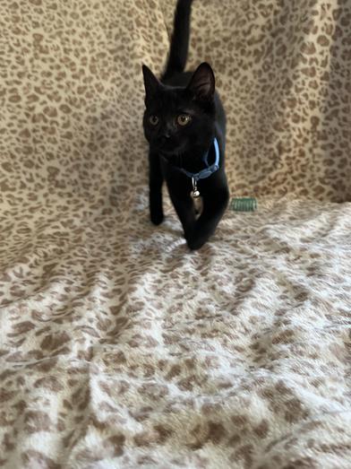 Wally — thumbnail 5