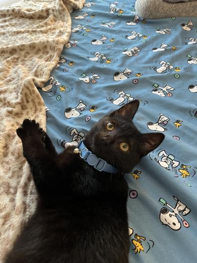 Wally — thumbnail 6