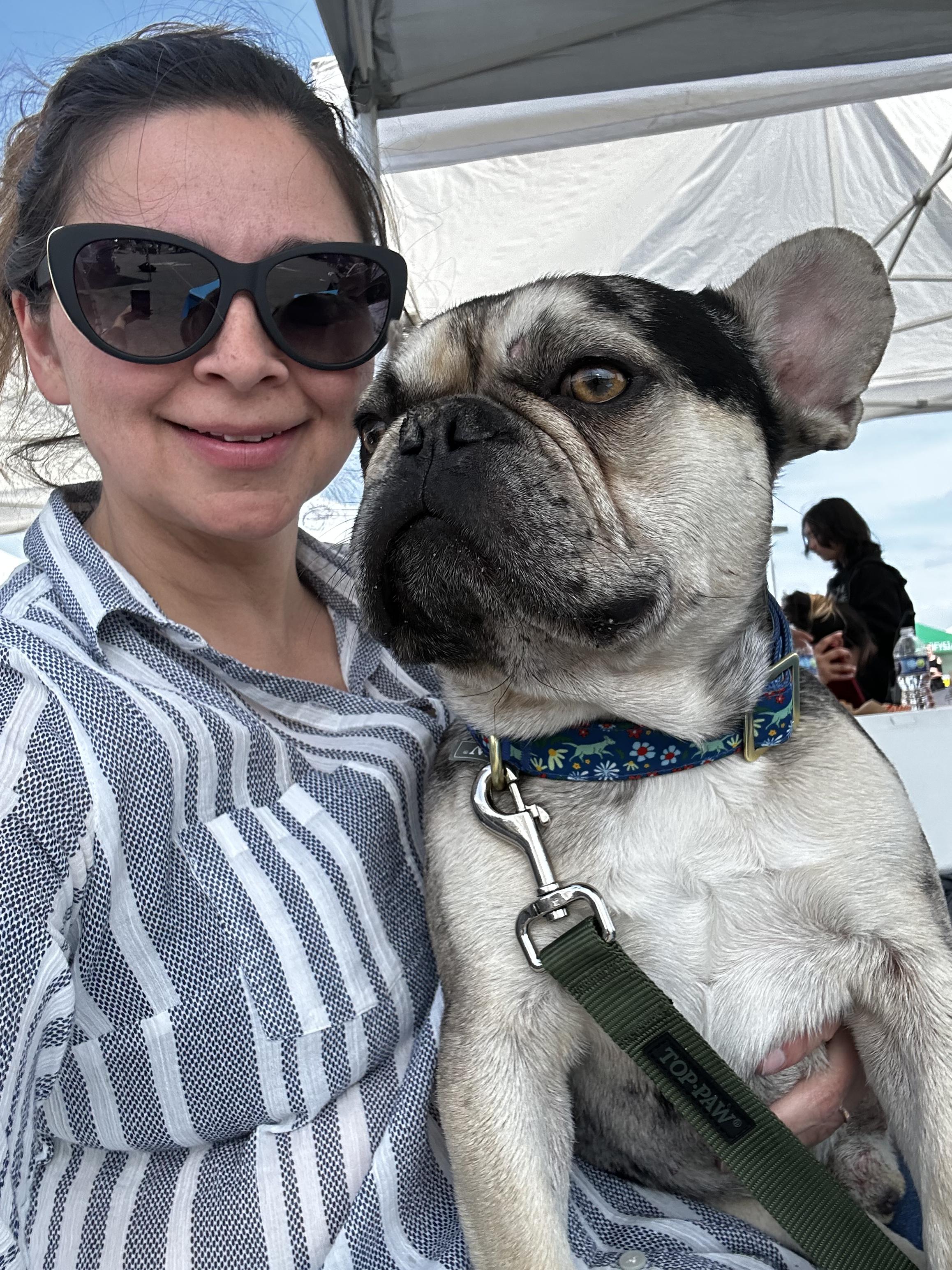 Max, a ADOPTABLE French Bulldog in San Jose, CA image 2/5
