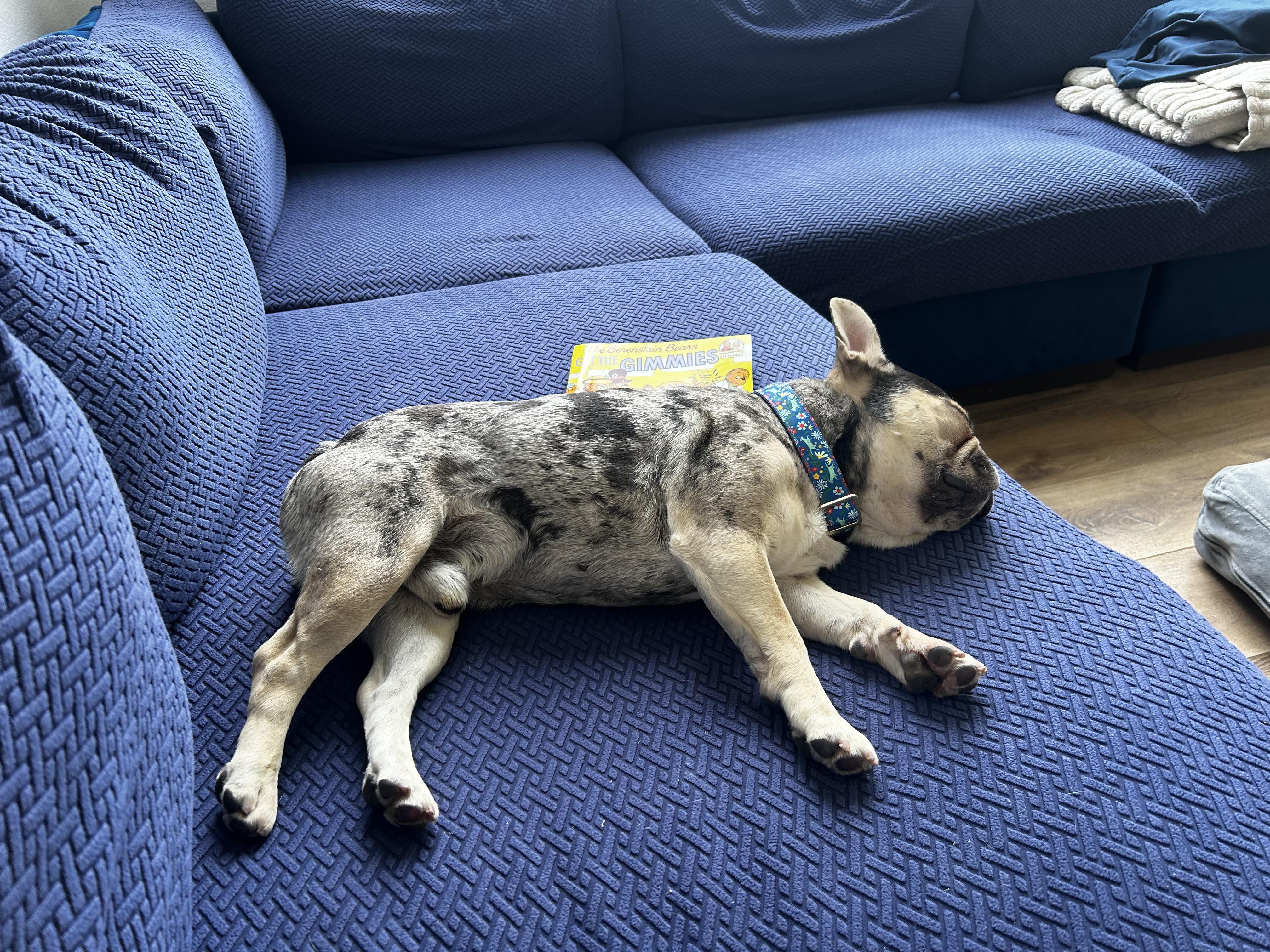 Max, a ADOPTABLE French Bulldog in San Jose, CA image 3/5
