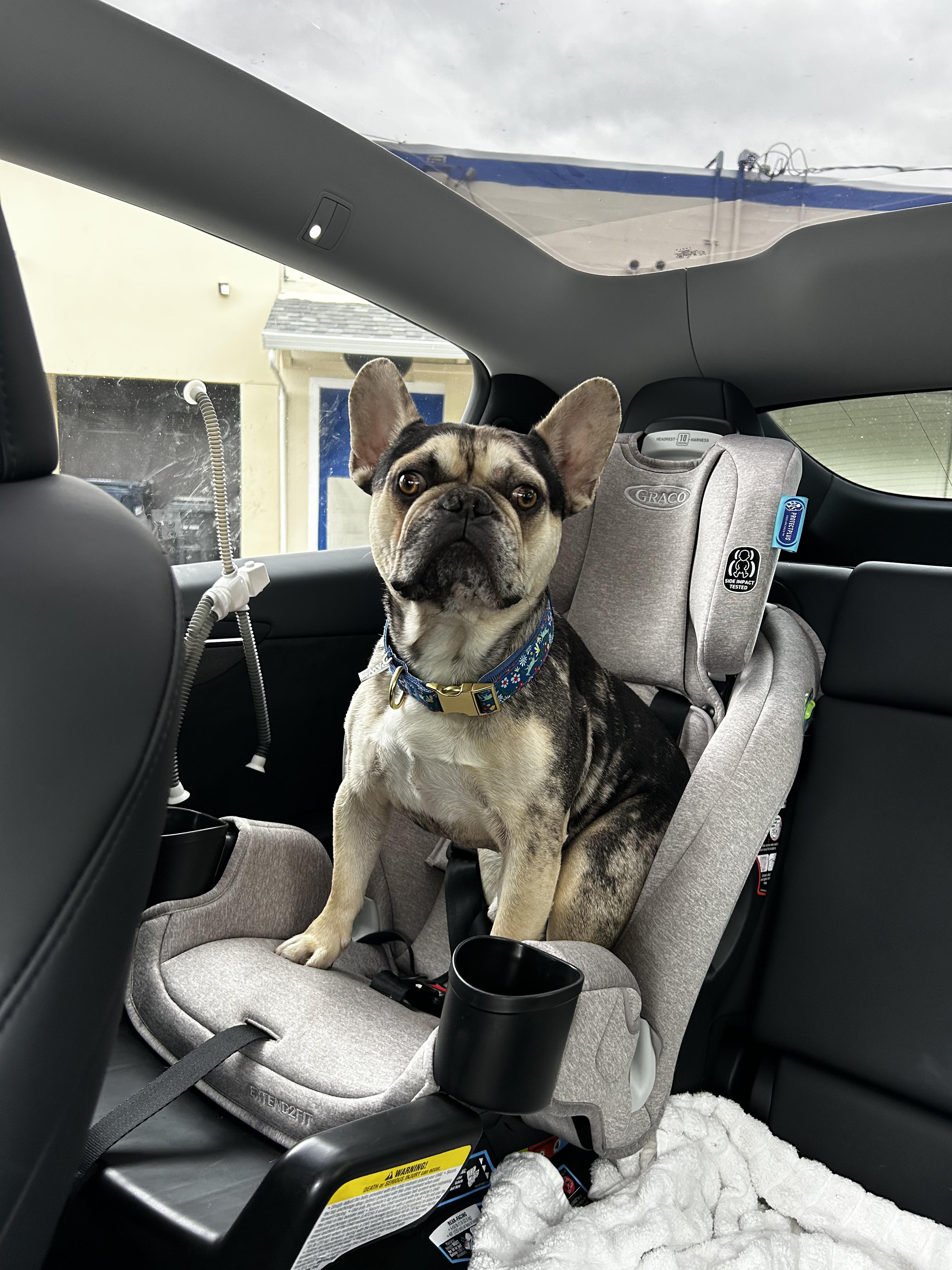 Max, a ADOPTABLE French Bulldog in San Jose, CA image 4/5