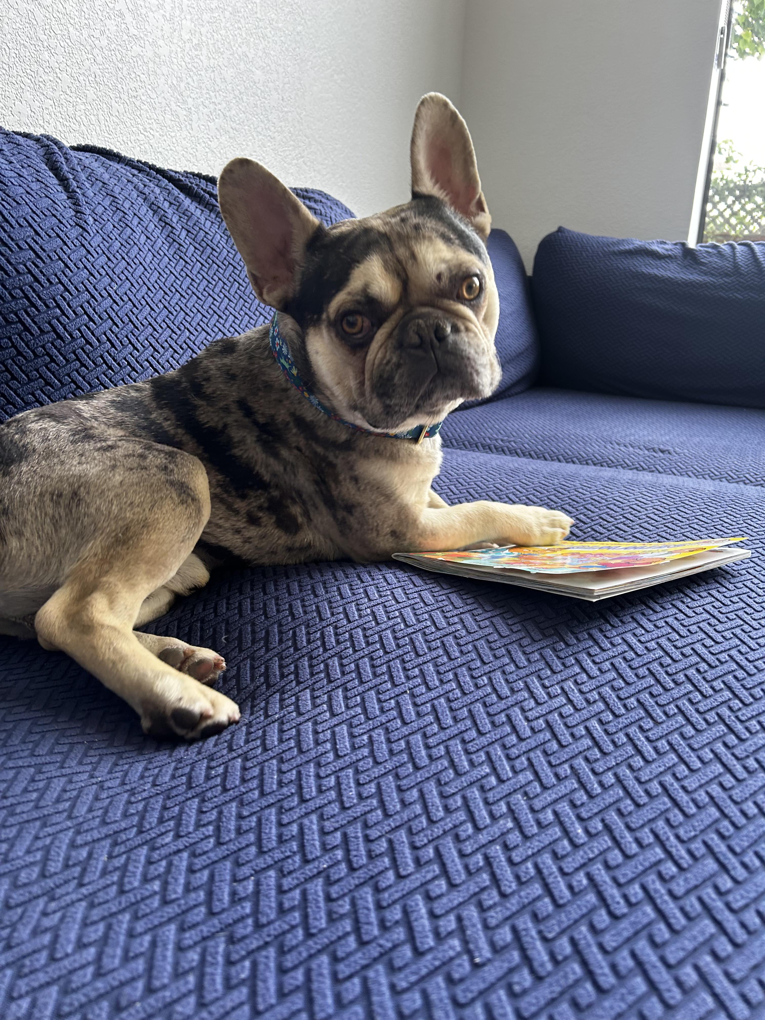 Max, ADOPTABLE, Adult Male French Bulldog.
