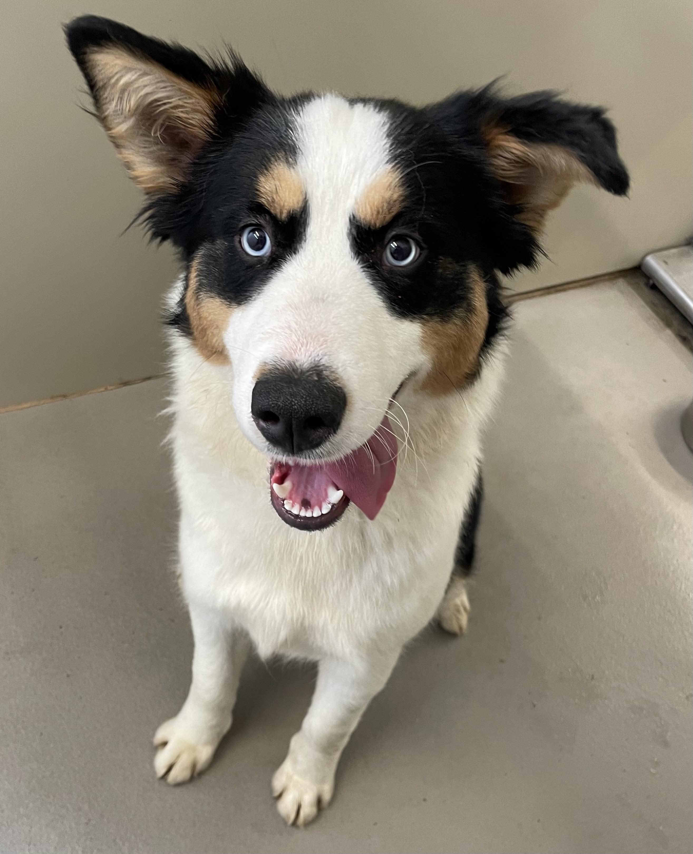 Bridgett ADOPTED, an adopted mixed breed in Canton, OH image 2/3