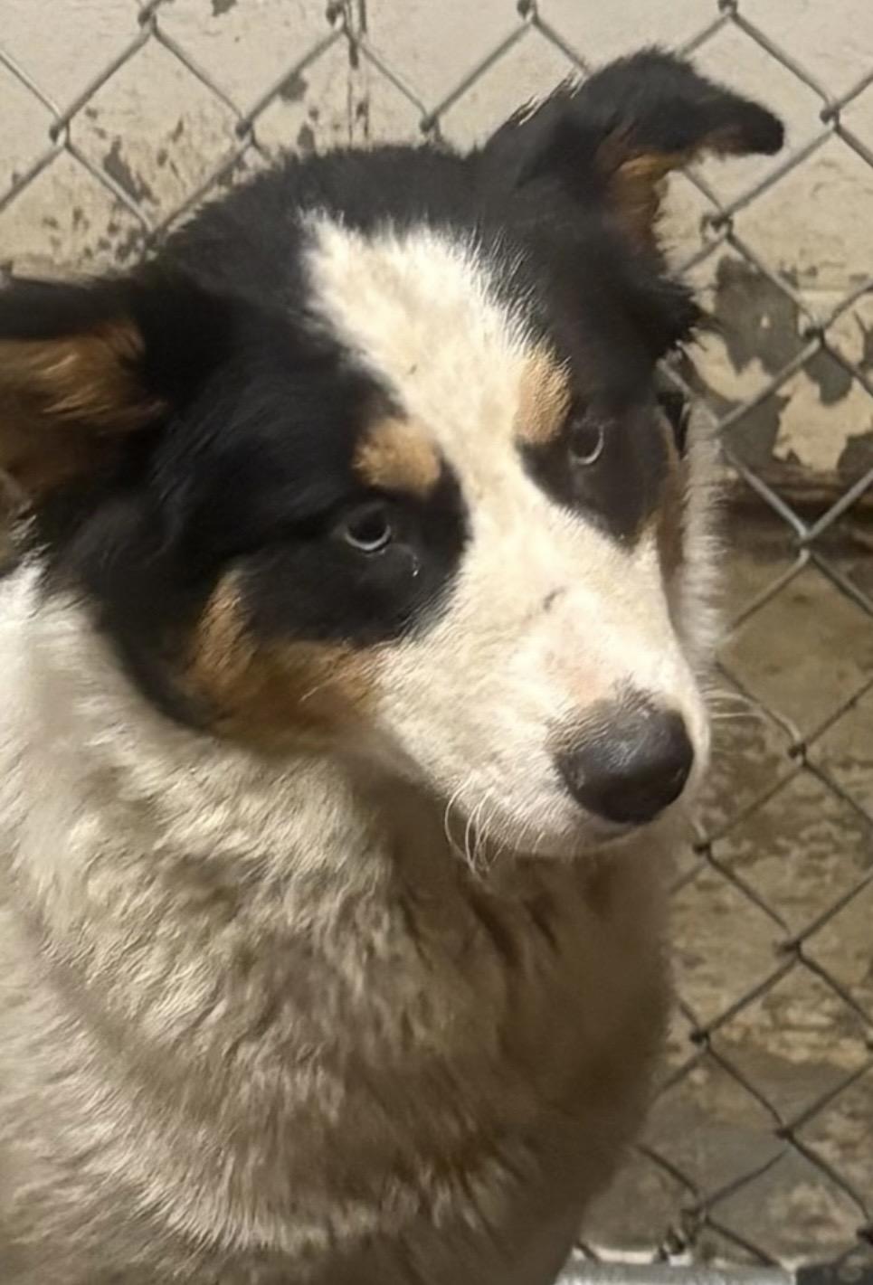Bridgett ADOPTED, an adopted mixed breed in Canton, OH image 3/3