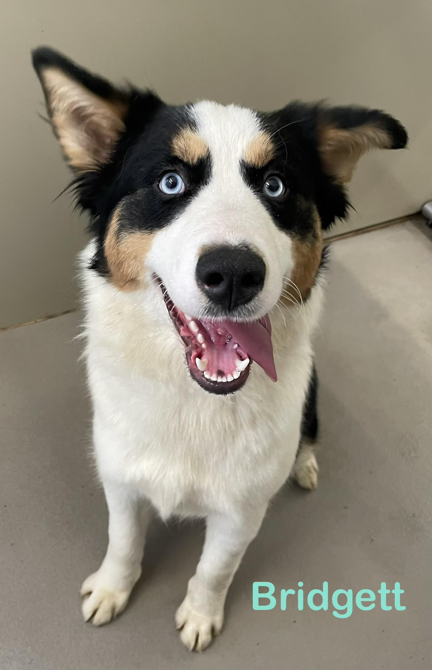 Bridgett ADOPTED, adopted, Young Female Husky & Border Collie.
