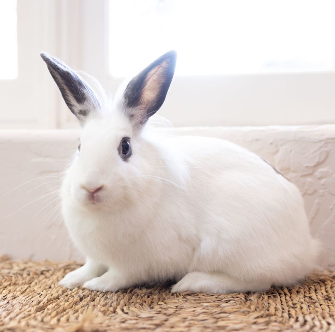 Azula, a Adoptable Lionhead in Los Angeles, CA image 1/6