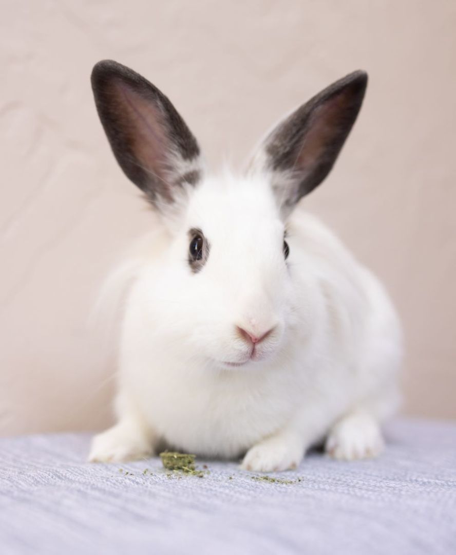 Azula, a Adoptable Lionhead in Los Angeles, CA image 2/6