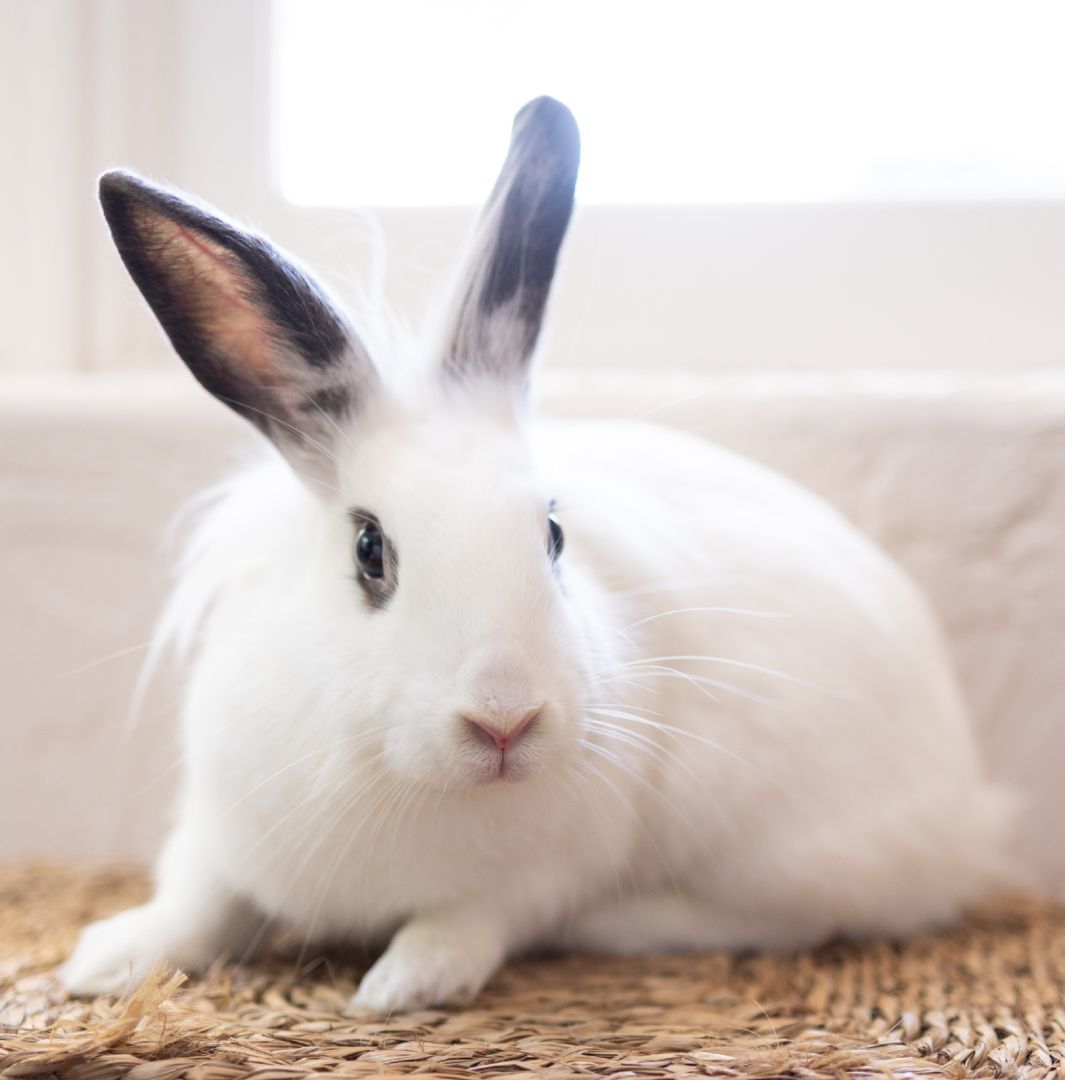 Azula, a Adoptable Lionhead in Los Angeles, CA image 3/6