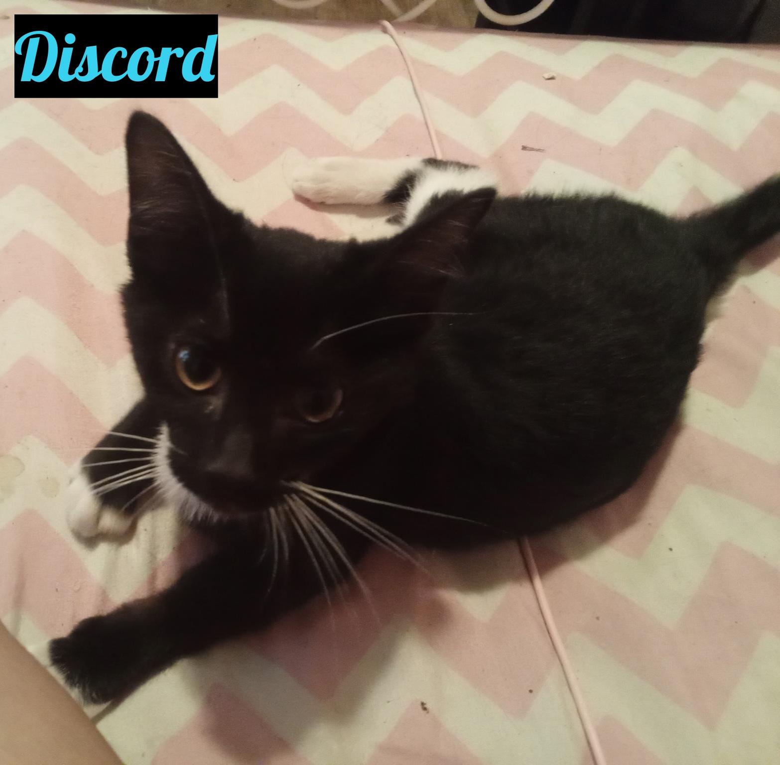 Discord