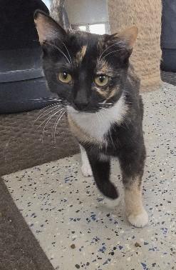 Enlarge Papaya, a Adoptable Domestic Short Hair in Rossville, TN image 5/6