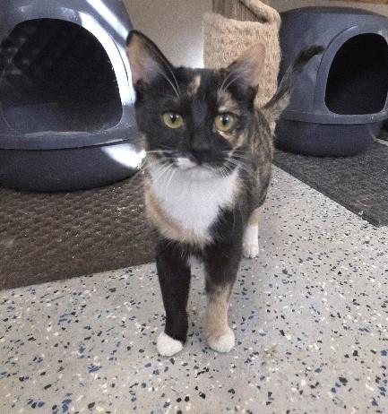 Enlarge Papaya, a Adoptable Domestic Short Hair in Rossville, TN image 2/6