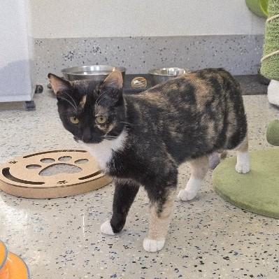 Enlarge Papaya, a Adoptable Domestic Short Hair in Rossville, TN image 3/6