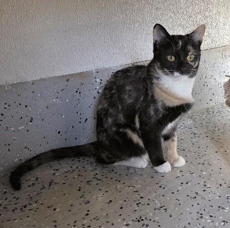 Enlarge Papaya, a Adoptable Domestic Short Hair in Rossville, TN image 4/6