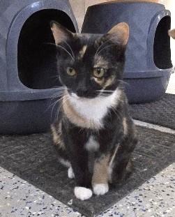 Papaya, Adoptable, Young Female Domestic Short Hair.