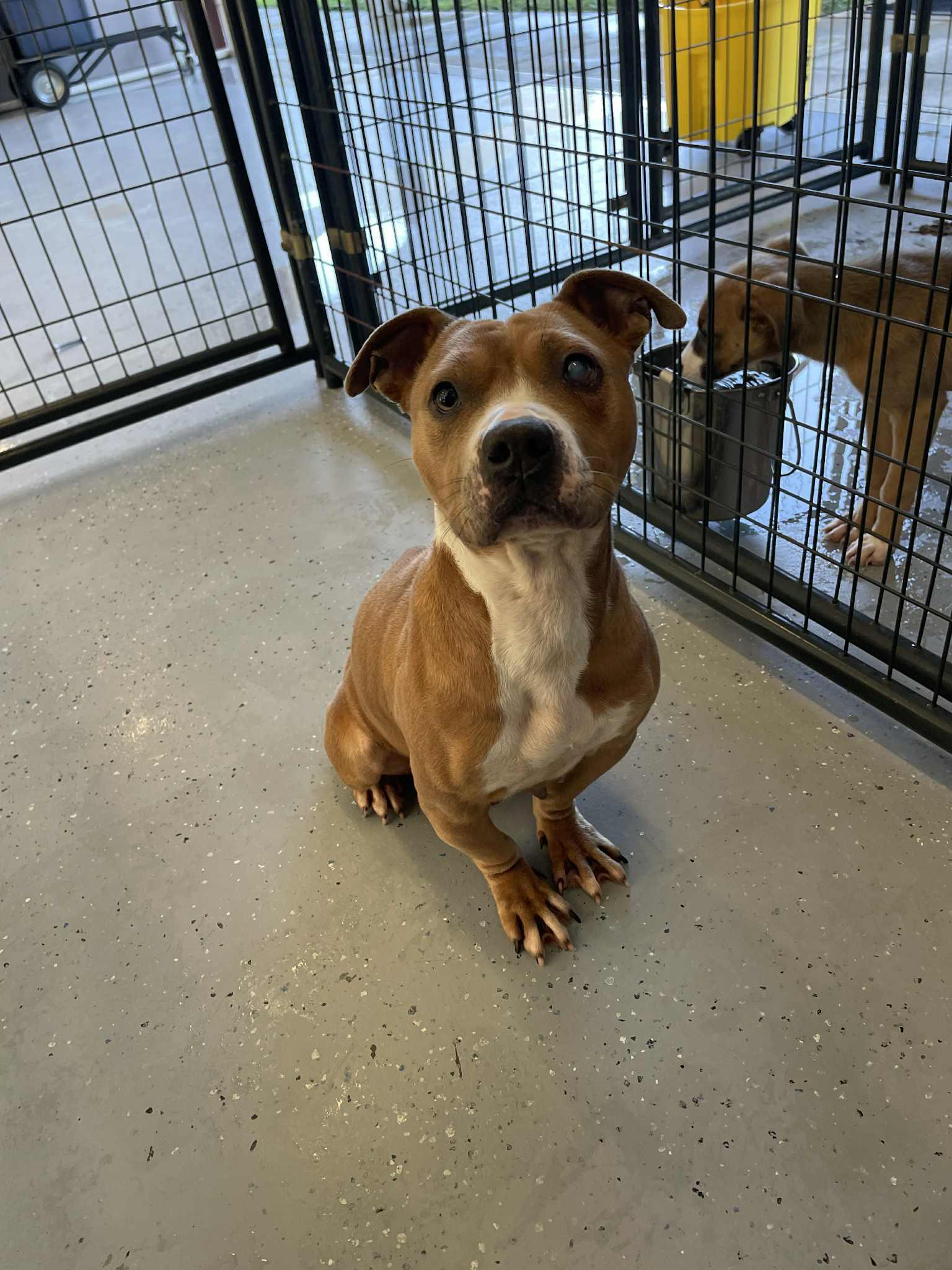 Enlarge Patchy, a Adoptable Pit Bull Terrier in Bishopville, SC image 2/2