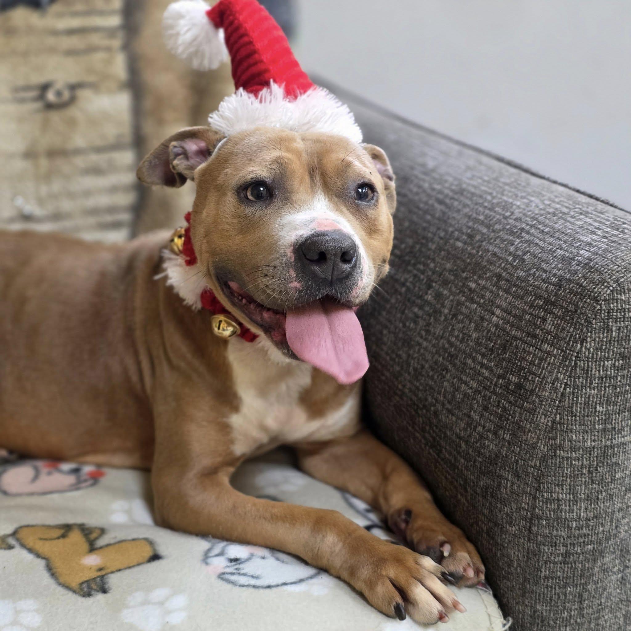 Enlarge Patchy, a Adoptable Pit Bull Terrier in Bishopville, SC image 1/2