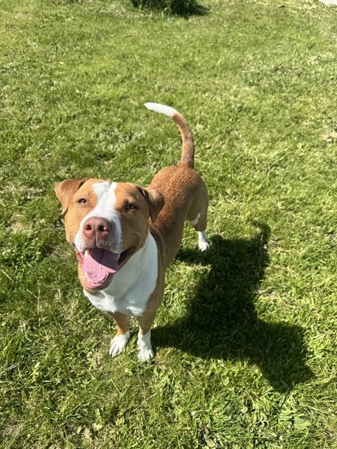 Enlarge HANK, a Adoptable American Bulldog in Toronto, ON image 1/1