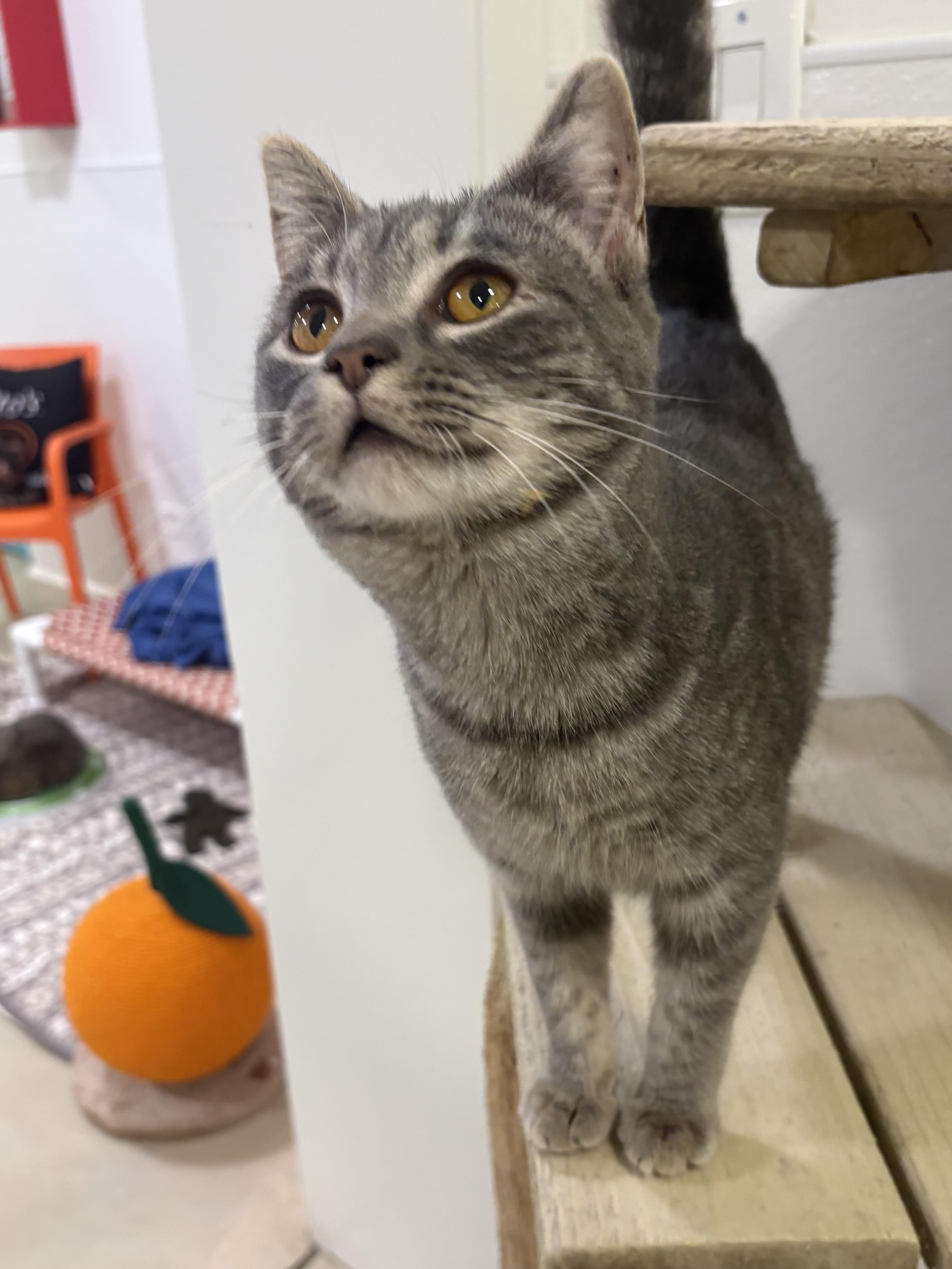 Star, Adoptable, Young Female Domestic Short Hair.