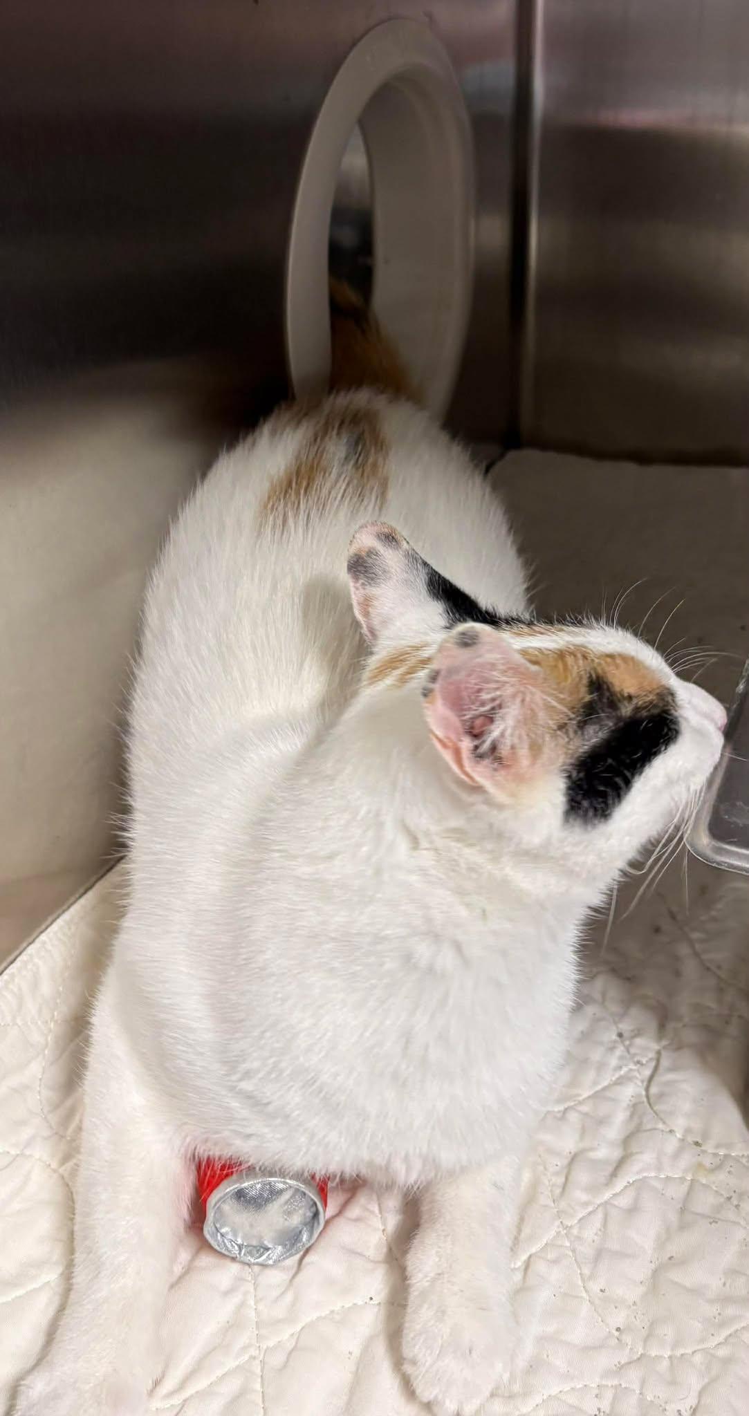 Morgan, Adoptable, Adult Female Domestic Short Hair.