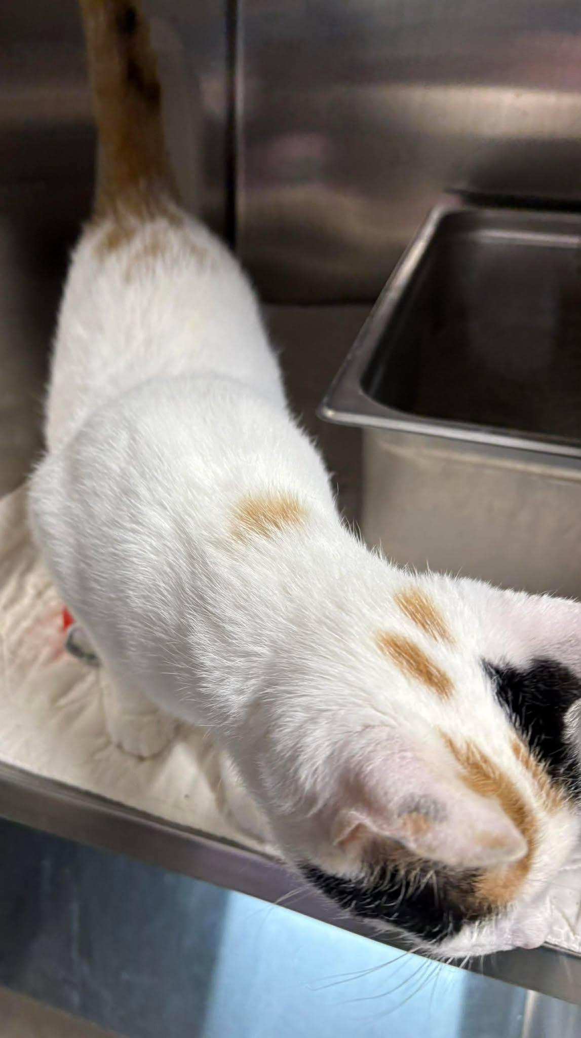 Enlarge Morgan, a Adoptable Domestic Short Hair in Dalzell, IL image 2/3