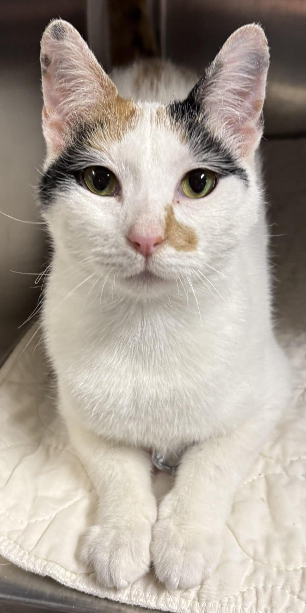 Enlarge Morgan, a Adoptable Domestic Short Hair in Dalzell, IL image 3/3