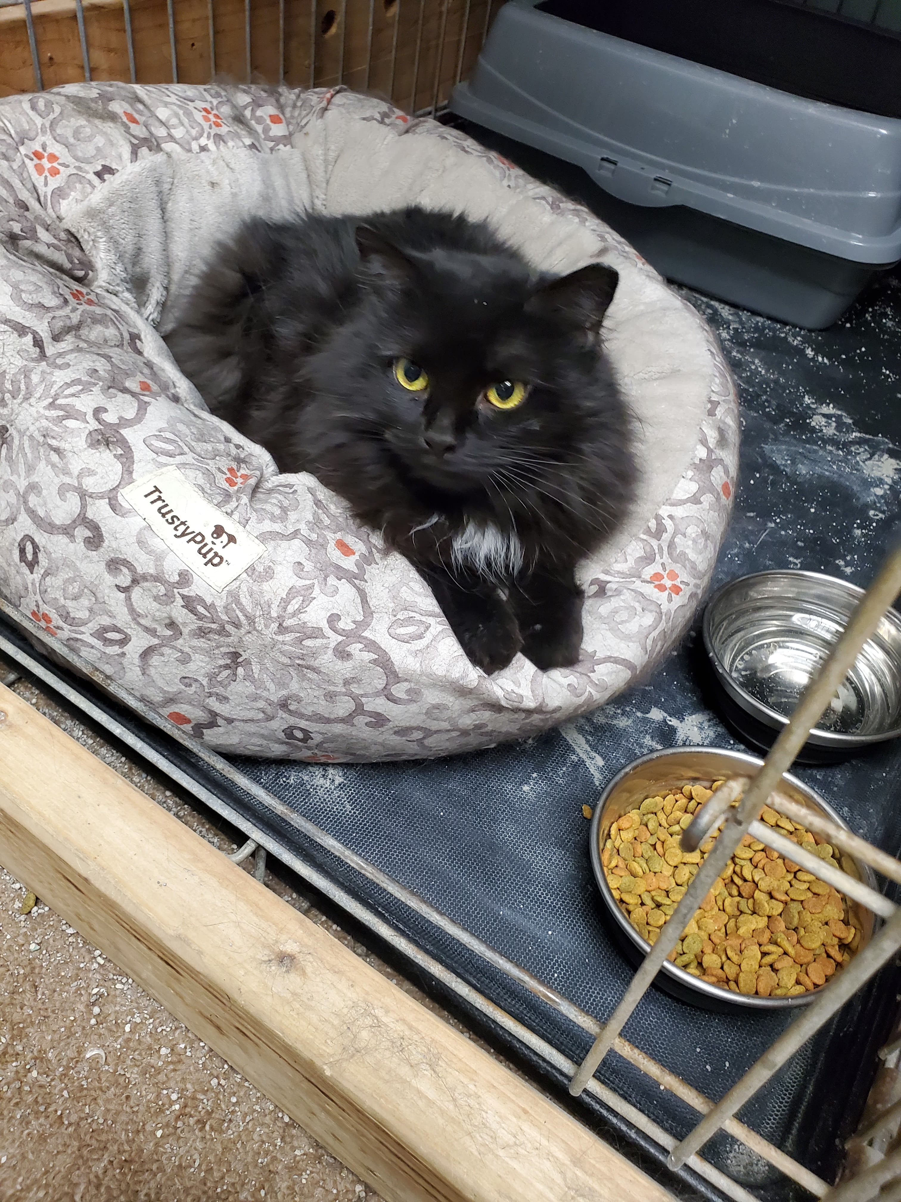 Mystic, Adopted, Adult Female Domestic Medium Hair.