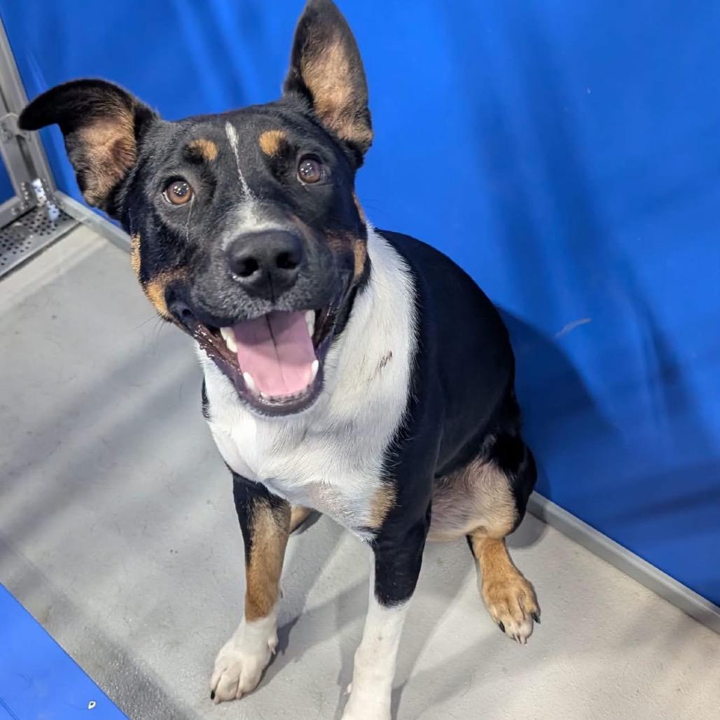 Brodie KCAC #601.26, a Adoptable Mixed Breed in Kerrville, TX image 2/5
